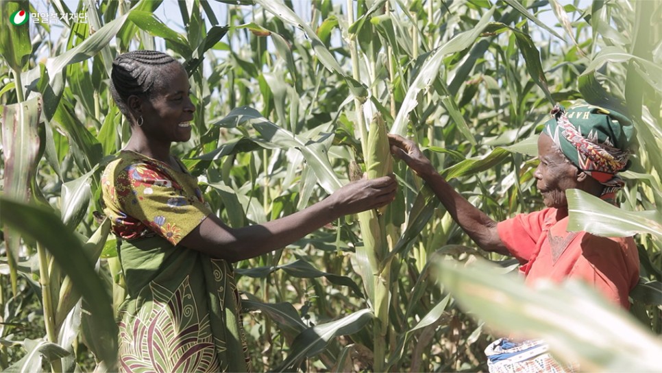 4_말라위_공동농장에서_옥수수를_수확하고_있는_주민들.jpg