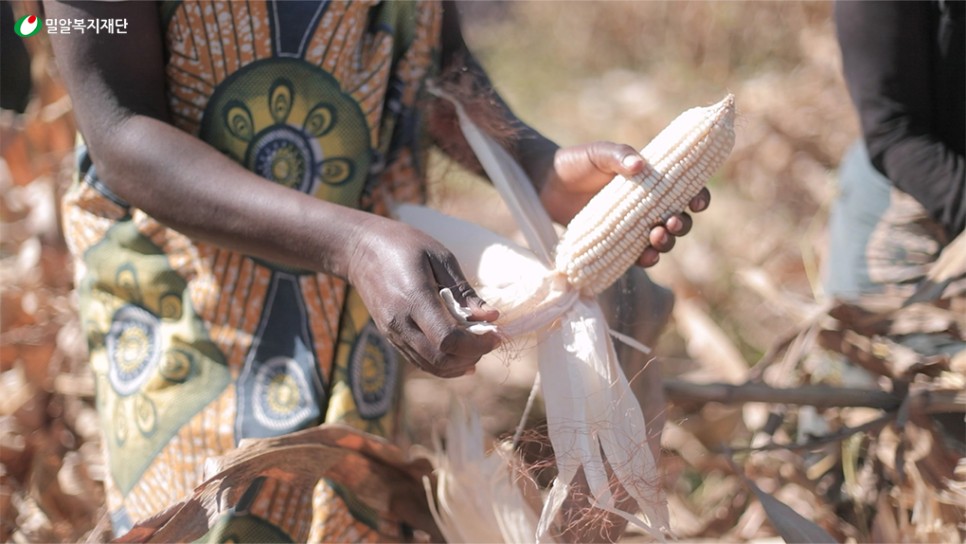 5_수확한_옥수수_껍질을_벗기고_있는_주민.jpg